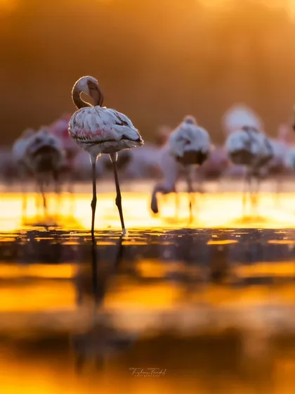 A flamingo preens itself, bathed in the warm, golden light of sunrise. The water around it sparkles, creating a beautiful bokeh effect that highlights this moment of peace.