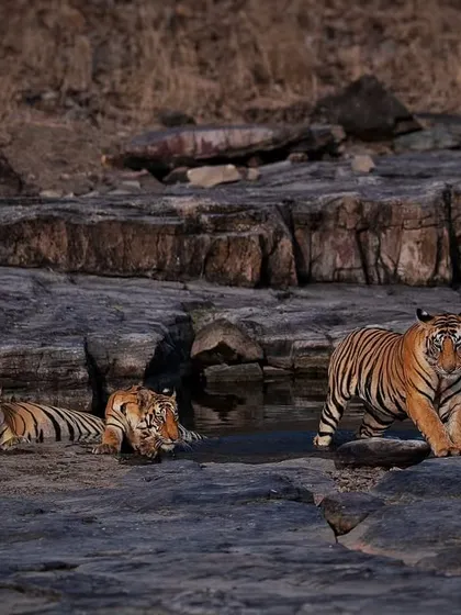 Three of P151's cubs resting by a waterhole in Panna, a rare and rewarding sight.