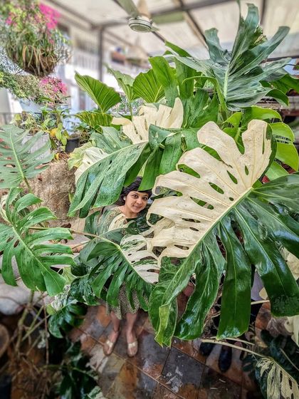 Signature Statement Plants photo 15