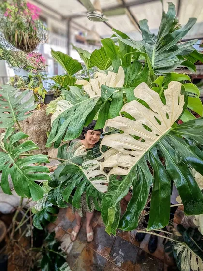 Spot Komal hiding behind this stunning, massive Variegated Monstera from her personal collection. We sometimes part with our own treasures for a very special client and a project we truly believe in.