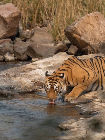 A quiet moment as Arrowhead drinks from a stream. Her story, filled with battles and resilience, is a powerful reminder of the harsh beauty of the wild.