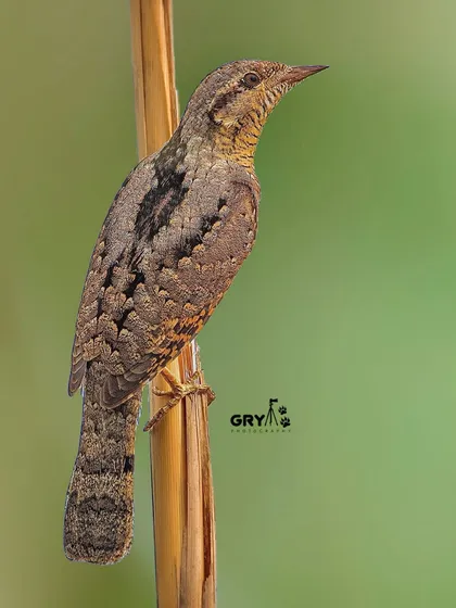 The intricate, bark-like camouflage of a Eurasian Wryneck. Though related to woodpeckers, this species often forages on the ground for ants.