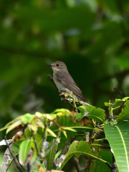 Avian Wonders: A World of Wings photo 63