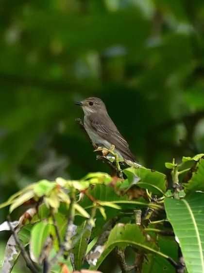 A Spotted Flycatcher, another migratory visitor to Mumbai. These birds are aerial acrobats, catching insects mid-flight.