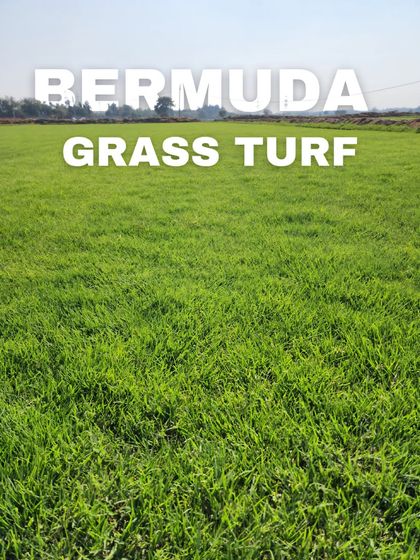 Delhi Gardner - Wholesale Plant & Turf Supply Natural Grass Turf: From Our Farm to Your Project photo 76