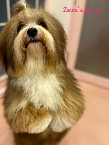 Zeenu's Pet Spa - Dog Grooming & Spa We Love All Breeds photo 17