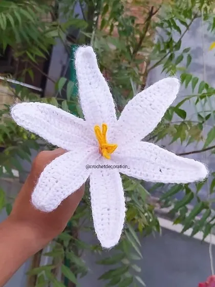 A large, single stem of a white crochet lily. Its impressive size and elegant shape make it a beautiful statement flower.