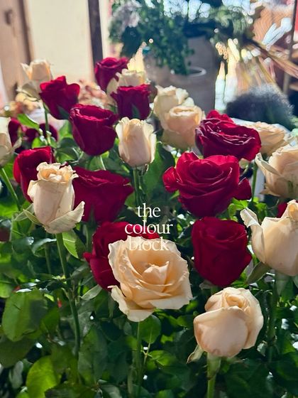 We love playing with color blocking. Here, we're testing a classic combination of red and cream roses to see how they work together in a large arrangement.