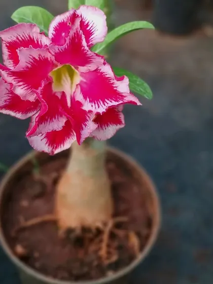 An Adenium, or Desert Rose, showing off its beautiful pink and white flower. These succulent plants are known for their thick stems and ability to produce stunning blooms with minimal water.