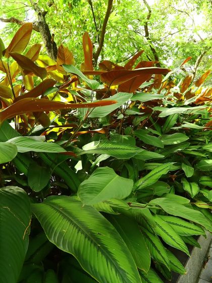 A dense planting of Calathea, a foliage plant known for its beautiful leaf patterns. The new leaves emerge with a reddish-brown color before turning green, adding dynamic color to a shady spot.