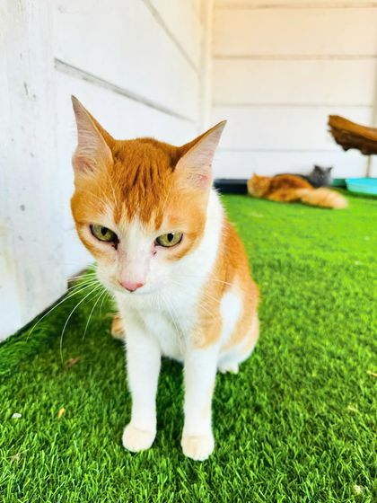 Fluffy Paws Pet Resort - Pet Boarding & Daycare The Cattery: A Dog-Free Sanctuary photo 16