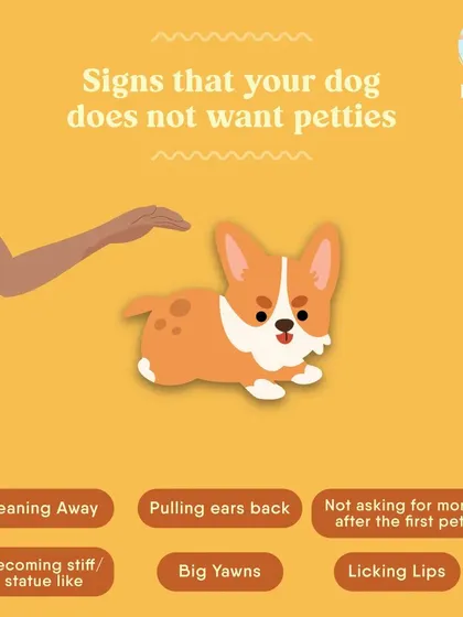 Can you tell when a dog is uncomfortable? Misreading signals is a common mistake that can lead to problems. A core part of my training is teaching you to accurately read canine body language, so you always know what a dog is truly feeling.