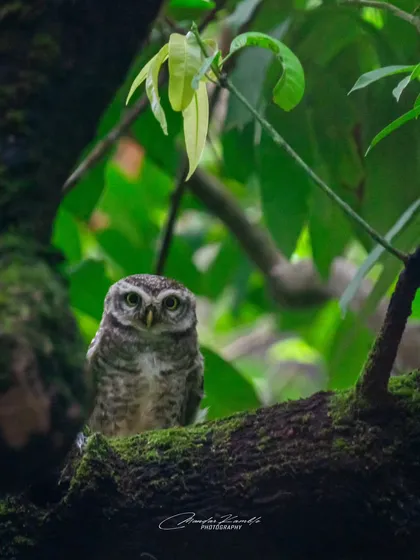 A Spotted Owlet peeking out from the dense foliage of a tree at IIT Powai. Its large, forward-facing eyes give it that classic, wise expression.