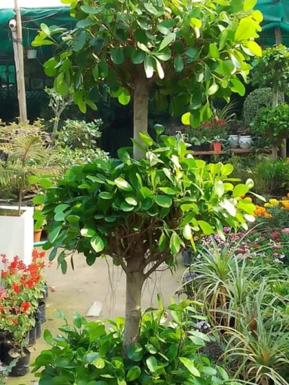 A beautiful two-tiered Ficus topiary surrounded by colorful flowering plants at our nursery. We have a huge variety of big and bushy plants for all your gardening needs.