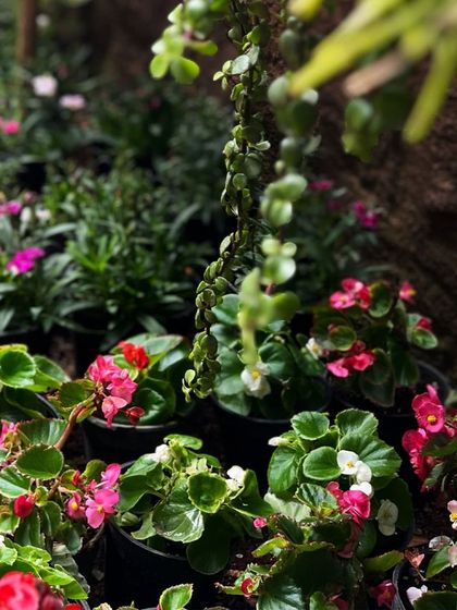 A collection of Begonias and other bedding plants, showcasing the variety of colors and textures we offer for creating beautiful garden compositions.
