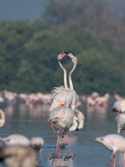 Capturing the delicate and graceful movements of the flamingo courtship ritual.