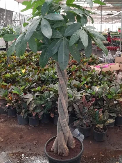 This large, braided Money Tree (Pachira Aquatica) is a perfect example of the mature, feature plants we offer. Believed to bring good fortune, it also adds a powerful and artistic element to any interior.