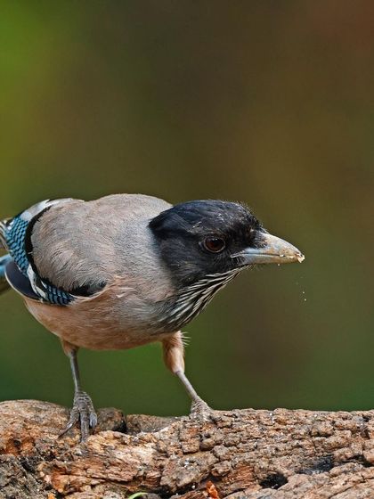 A Black-headed Jay forages on a textured log. The bird is leaning forward, creating a sense of purpose and movement in the shot.