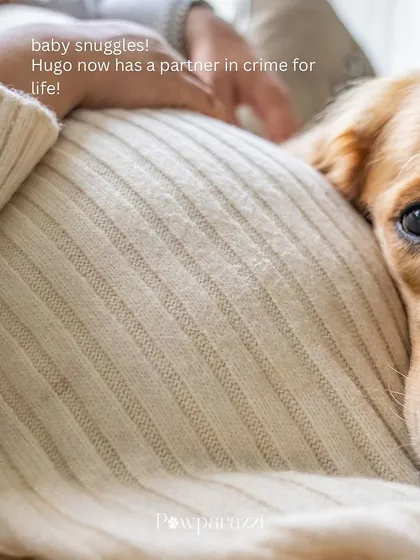 From puppy cuddles to baby snuggles. This is Hugo, feeling the first flutters of his new human sibling. Maternity sessions with pets are so special because we get to celebrate the bond you already have before your family grows by two little feet.