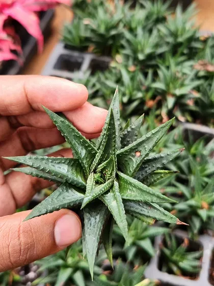 The Haworthiopsis succulent has a beautiful rosette shape and rough texture. It's a small, slow-growing plant that is perfect for small pots and arrangements.