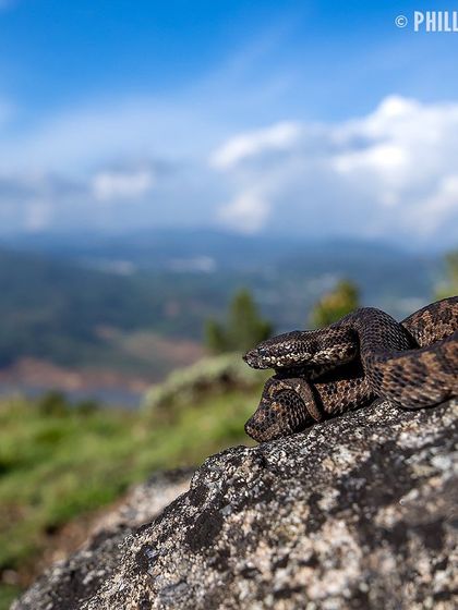 Another perspective of the viper in its habitat, coiled on a rock with the misty mountains in the background.