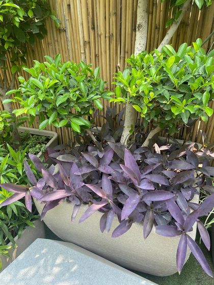 A Closer Look: Plants & Details photo 20