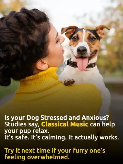 If your dog is stressed or anxious, try playing classical music. Studies have shown it has a calming effect on dogs. It's a safe and simple trick that really works.