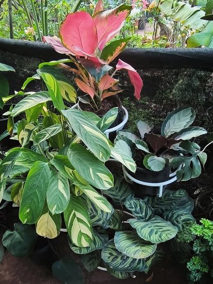 Easy-Care Indoor Plants photo 14