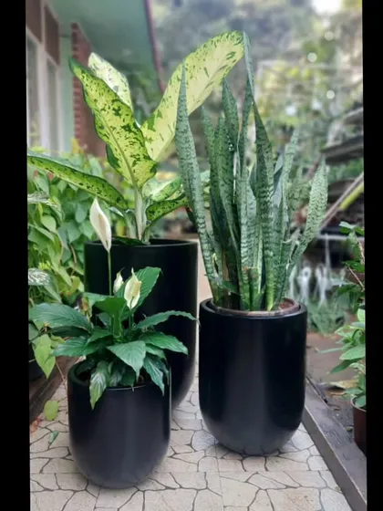 We love creating harmonious plant groupings. Here, a Peace Lily, Snake Plant, and Dieffenbachia are paired in sleek black planters, showcasing how different textures and forms can work together to create a cohesive and stylish look.