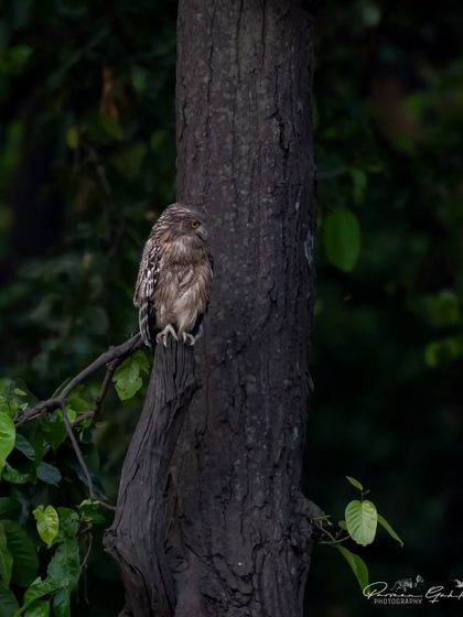 A Brown Fish Owl perched on a tree trunk in Pilibhit Tiger Reserve.