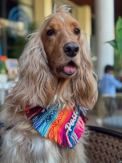 Posto looking handsome in his custom bandana during our brunch outing.
