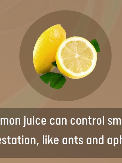 Lemon juice can be a natural pest control solution. A diluted spray can help manage small infestations like ants and aphids. Placing citrus peels around your garden can also help deter pests and increase soil acidity.