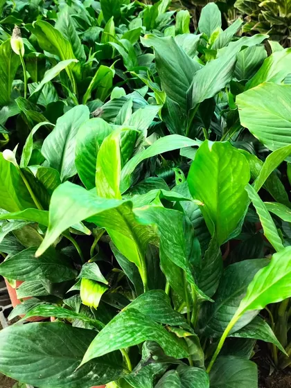 A nursery full of vibrant Peace Lilies. These plants are not only beautiful with their white spathes but are also excellent air purifiers that thrive indoors.