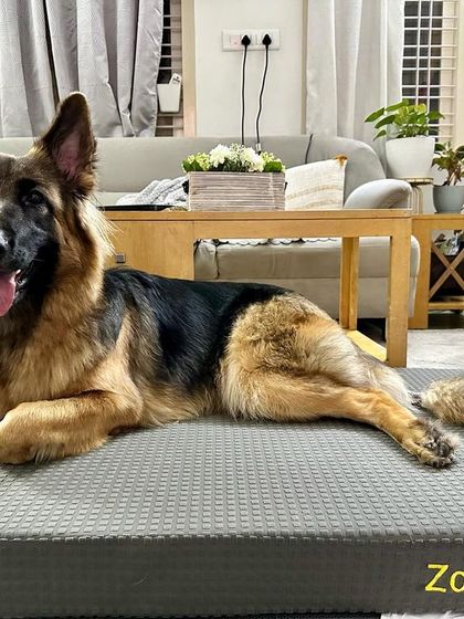 Zoella Dog Training - Behavior Modification Brain Games & Indoor Fun photo 3