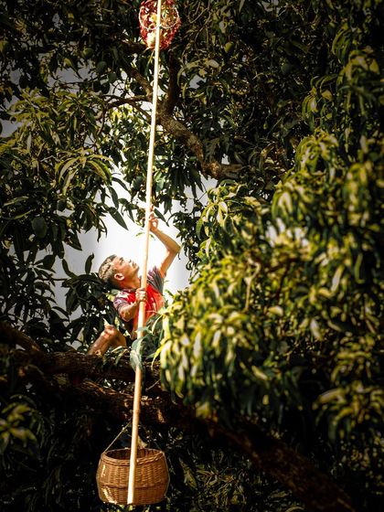 Brand Storytelling: The Konkan Mango Harvest photo 8