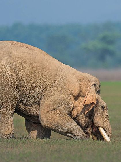 An elephant performs a "downward dog" yoga pose as it grazes. A fun and unique capture for International Yoga Day.