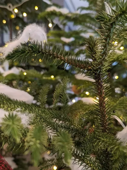 A close-up of our eco-friendly Christmas decor. Instead of using artificial snow spray, we used simple, harmless cotton to create a snowy effect on the branches of the Norfolk Pine trees, accented with warm fairy lights.