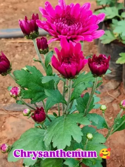 A beautiful magenta Chrysanthemum plant, full of buds and blooms.