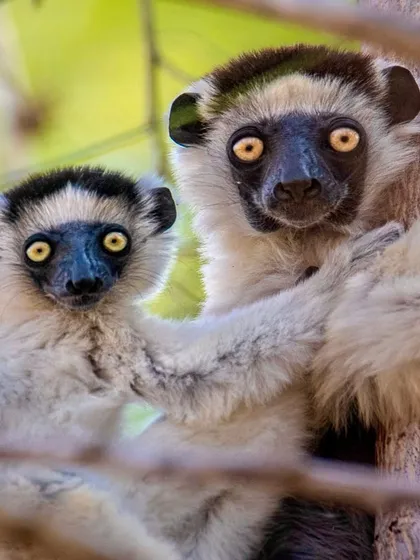 A Verreaux's sifaka mother and baby, two lemurs endemic to Madagascar, stare out with their wide, bright eyes. Lemur societies are matriarchal, where females or "princesses" are in charge.