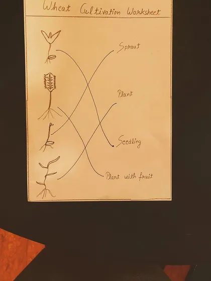 A worksheet to help children learn the stages of wheat cultivation. Matching activities like this are great for reinforcing new vocabulary.