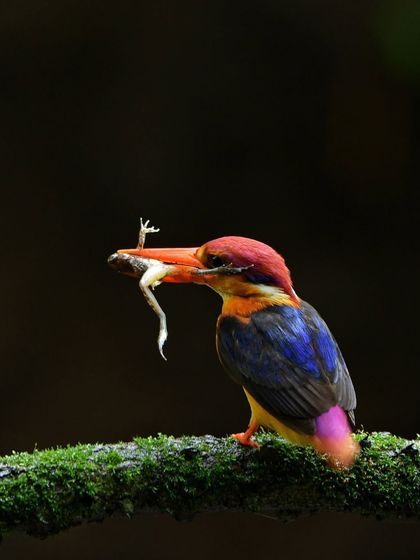 Another frame from the ODKF feeding sequence, showing the struggle with its meal. Documenting these raw, natural moments is at the heart of wildlife photography.