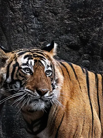 A beautiful portrait highlighting the textures of the tiger's fur against the dark rock. On my tours, we discuss how to use light and background to create dramatic, high-contrast images.