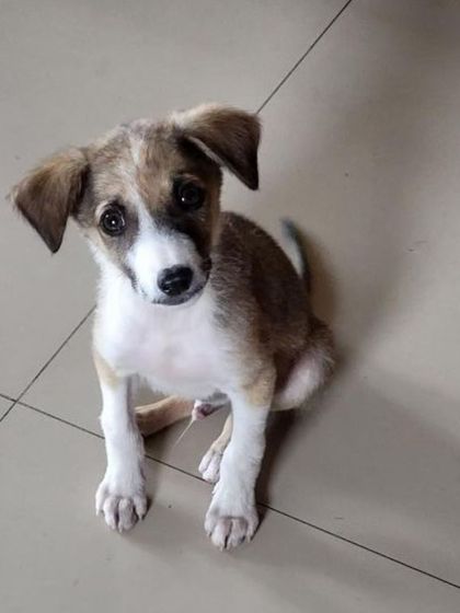 Mr. Peanut is looking for you. This sweet 2.5 month old male puppy is dewormed and ready for his new life. Contact us for adoption.