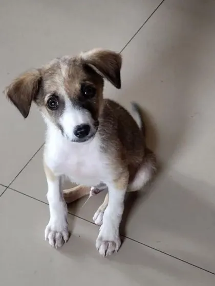 A heart-melting shot of Mr. Peanut looking up with his soulful eyes, asking for a family to love him.