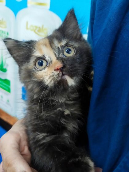 This little one is peeking out, feeling secure while being held close. Building trust with a kitten is the foundation for a lifetime of positive vet experiences.