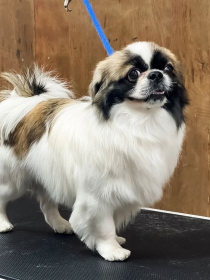 Pets Forever - Full Service Dog Grooming Complete Grooming for All Breeds photo 13