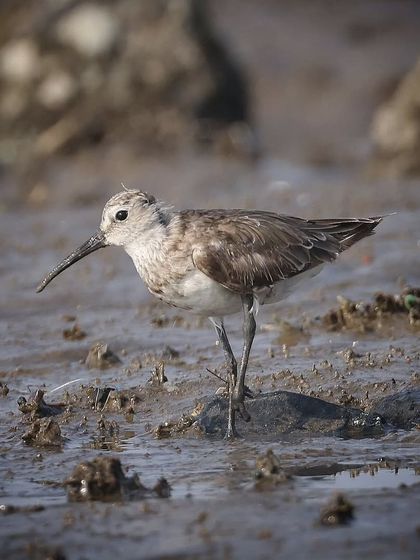 Waders, Ducks & Waterbirds photo 53