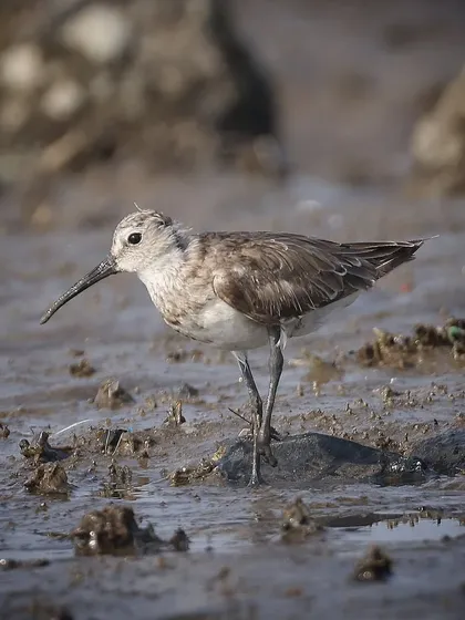 A Curlew Sandpiper foraging in the mudflats of an urban beach in Mumbai. This individual has an injured leg, a stark reminder of the challenges wildlife faces, yet it seemed to be surviving well.
