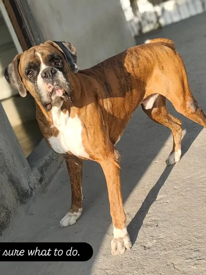 Not sure what to do. This Boxer is contemplating his next move.