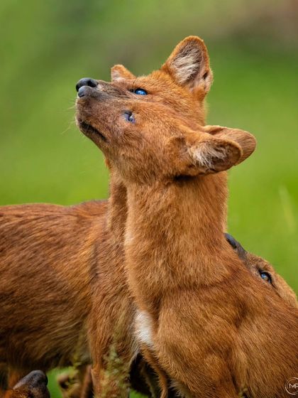 The alpha male dhole looks upward, perhaps sensing a threat or another animal nearby. This shot captures the constant alertness required to survive in the wild.